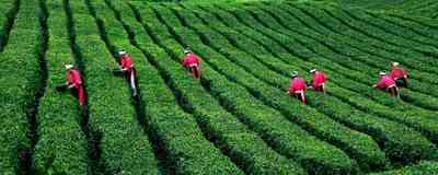 贡茶精选九台坡古树普洱茶：一款口感独特的茶品