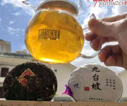 贡茶精选九台坡古树普洱茶：一款口感独特的茶品