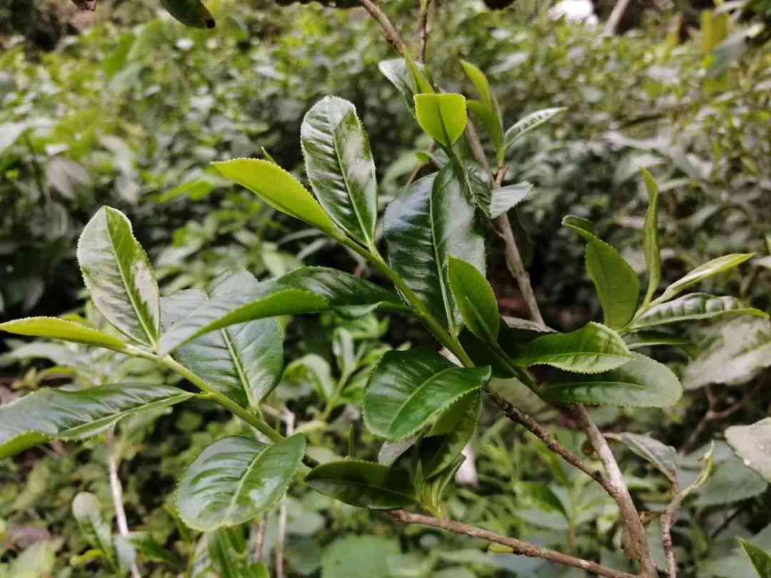 普洱茶的独特风味：泡出无苦涩，回味悠长的茶香之道