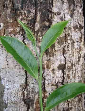 冰岛普洱茶几年喝：口感与适饮年份详解