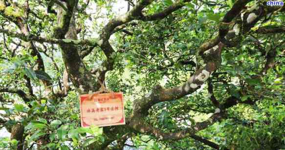 冰岛古树普洱茶300年：一跨越时空的传奇茶