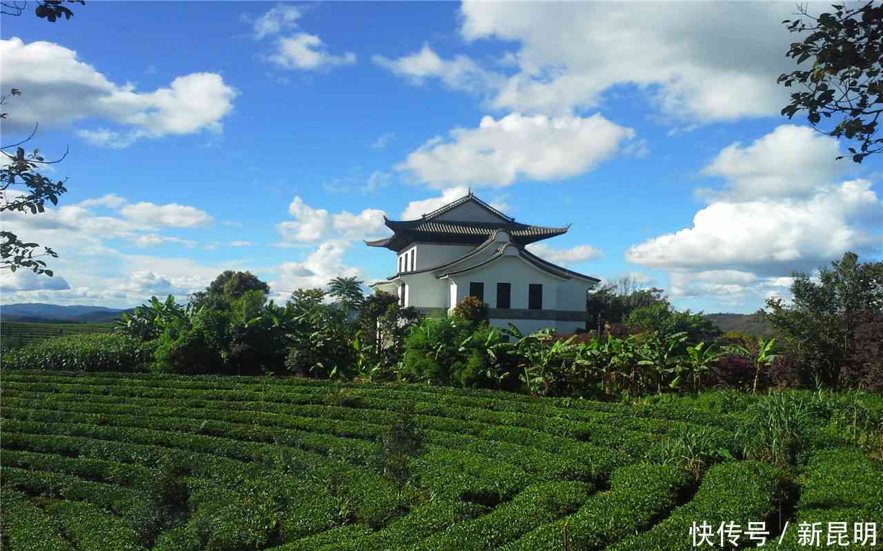 越南特色茶叶：一款不同于普洱茶的醇厚味道体验