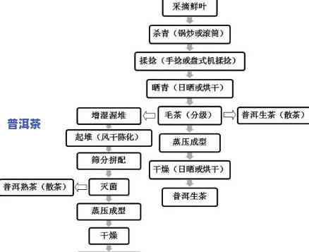 普洱茶的加工全流程与关键工序：从原料到成品，你了解吗？