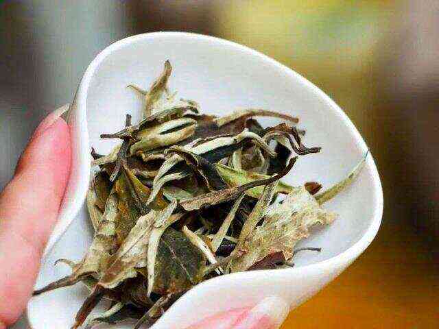 白茶茶饼：一种独特的普洱茶替代品，为何备受追捧？