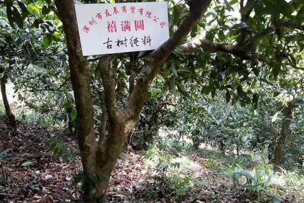 龙潭山古树普洱茶独特韵味及价值解析