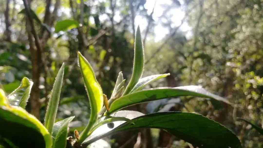 冬饮用普洱茶：生普洱与熟普洱的适用性及选择指南