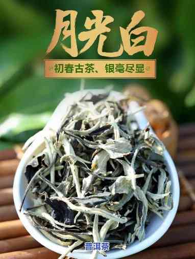 白茶与普洱茶：一场口感的较量，哪个更胜一筹？