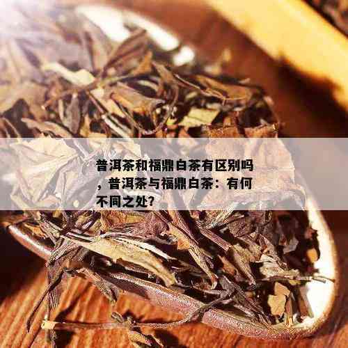 白茶与普洱茶：它们之间的区别和联系是什么？