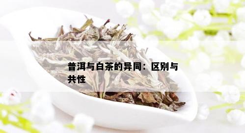 白茶与普洱茶：它们之间的区别和联系是什么？