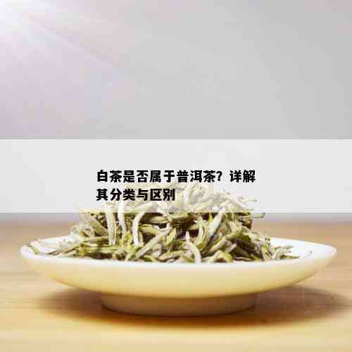 探究白茶与普洱茶的区别及其所属茶类