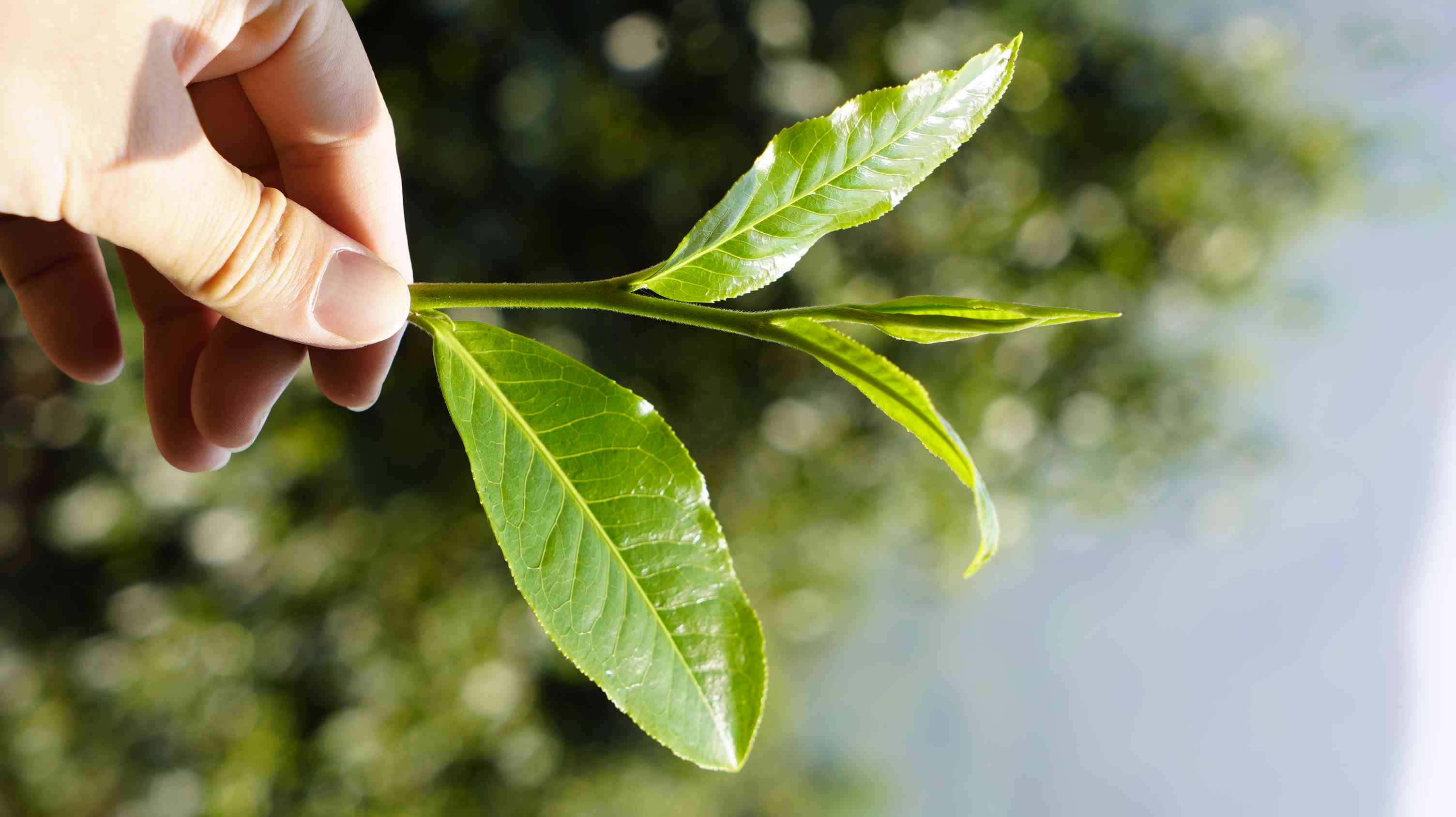 老白茶与普洱茶的区别：它们是同一种茶吗？