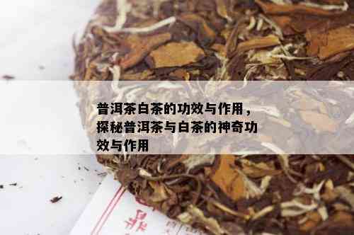 月光普洱白茶的全面功效与作用解析：为何这种茶受到广泛追捧？