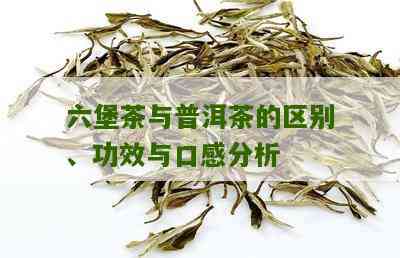 六堡茶与普洱茶功效区别：哪个更适合你？