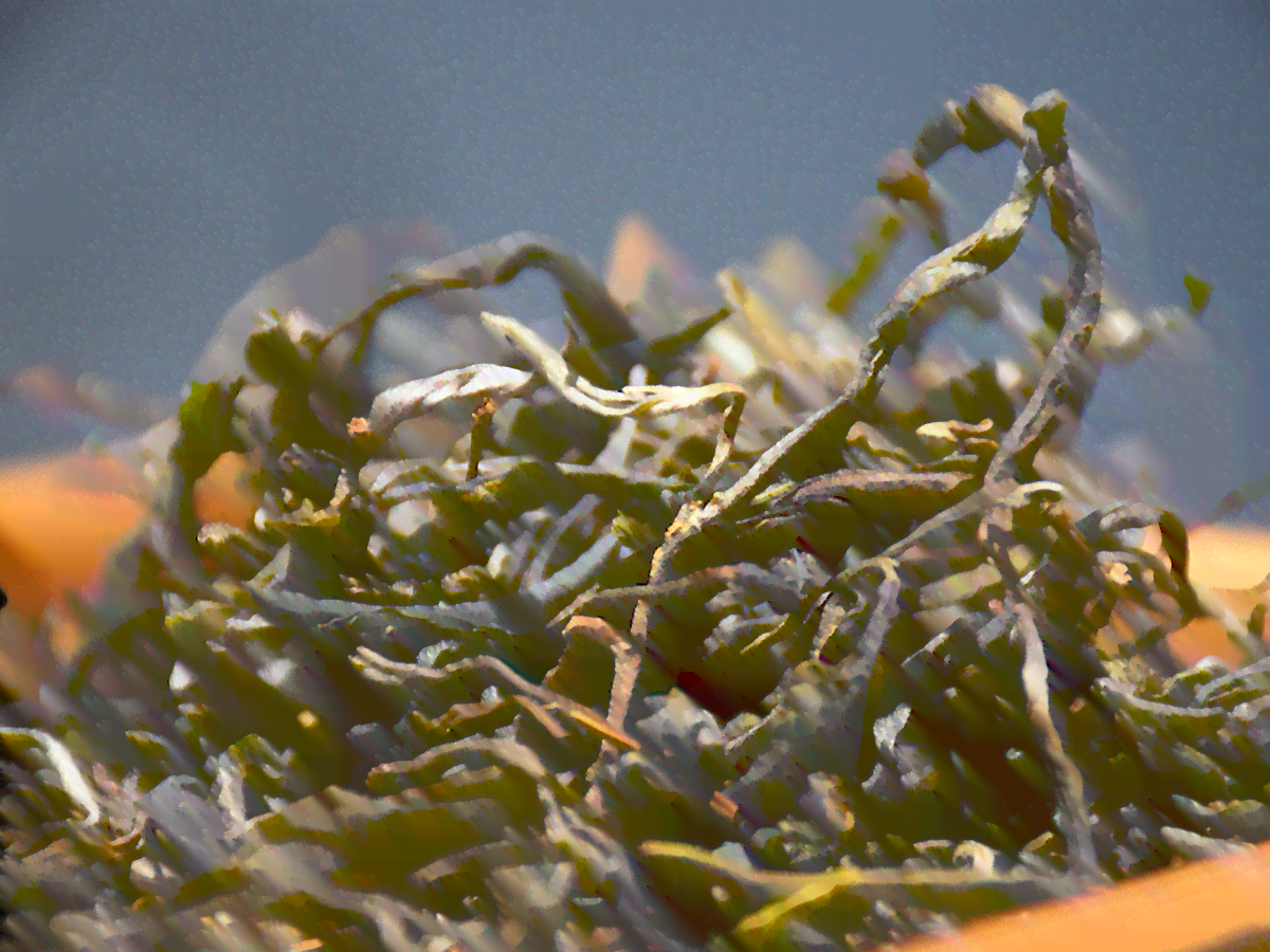 冰岛普洱茶春茶散茶多少钱