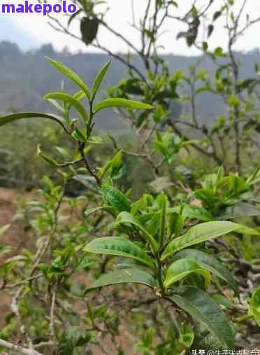 弯古树茶：品种、产地、制作工艺与口感详解，带你领略千年传承的茶文化