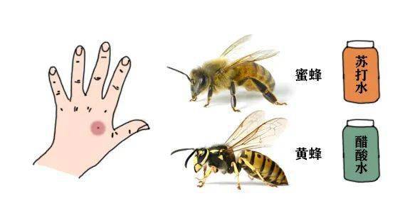 被黄蜂蜇伤后，是否可以借助酒精来缓解疼痛？——医生的建议与实验分析