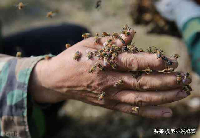 给黄蜂蛰了可以喝普洱茶吗