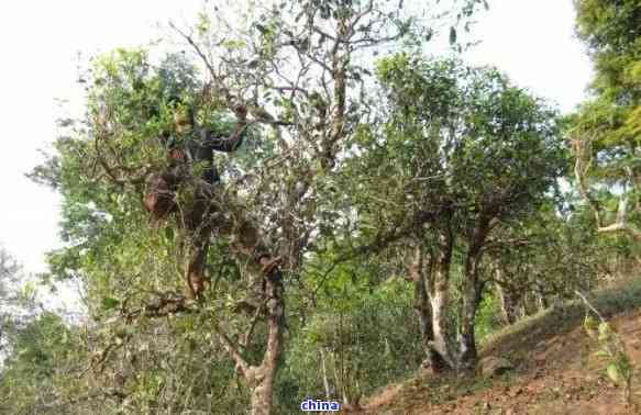 西双版纳木古树普洱茶：云南原产地的精品生茶厂家直供