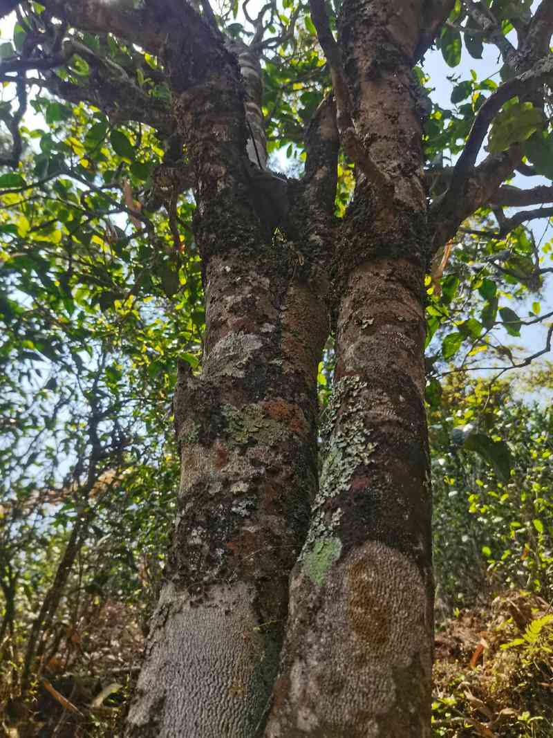 西双版纳木古树普洱茶：云南原产地的精品生茶厂家直供