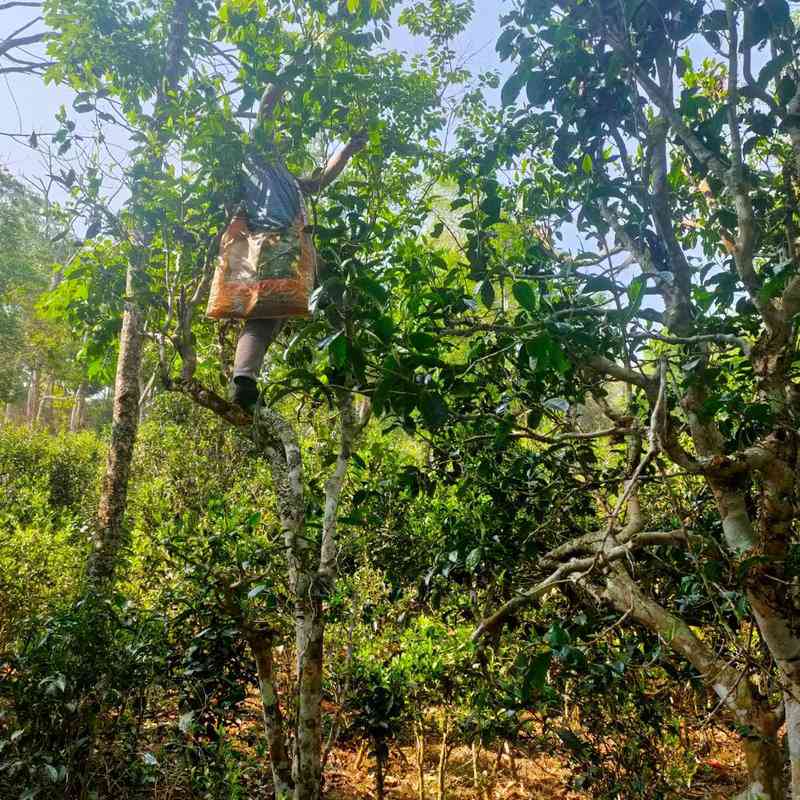 西双版纳木古树普洱茶：云南原产地的精品生茶厂家直供