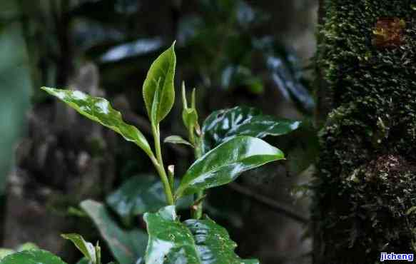 探索普洱茶产地：薄荷塘在哪个神秘的茶山？