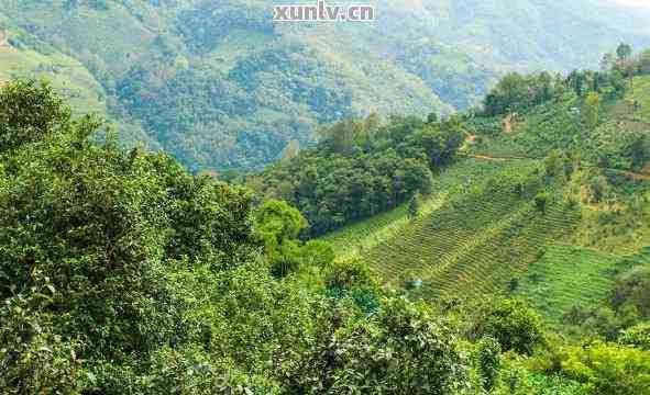 探索普洱茶产地：薄荷塘在哪个神秘的茶山？