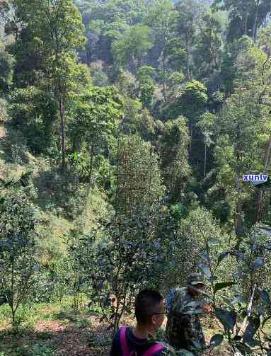 探索普洱茶产地：薄荷塘在哪个神秘的茶山？