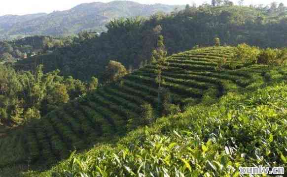 探索普洱茶产地：薄荷塘在哪个神秘的茶山？