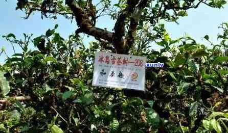 冰岛古树普洱茶2015精选生茶包，最新批发价格与体验