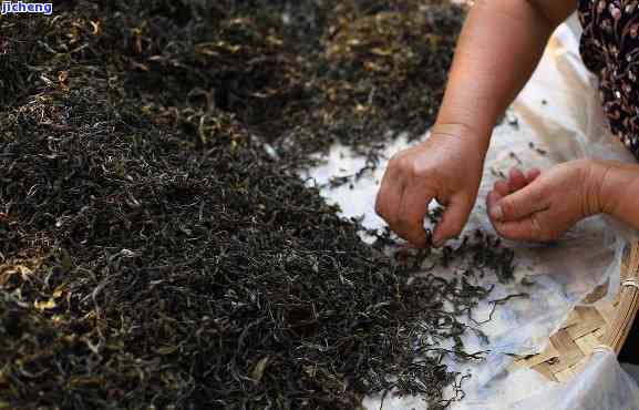 云南普洱茶传统工艺：从生茶到熟茶的完整制作流程详解