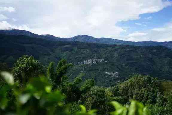 云南临沧与保山：探寻普洱茶的产地及其历与口感