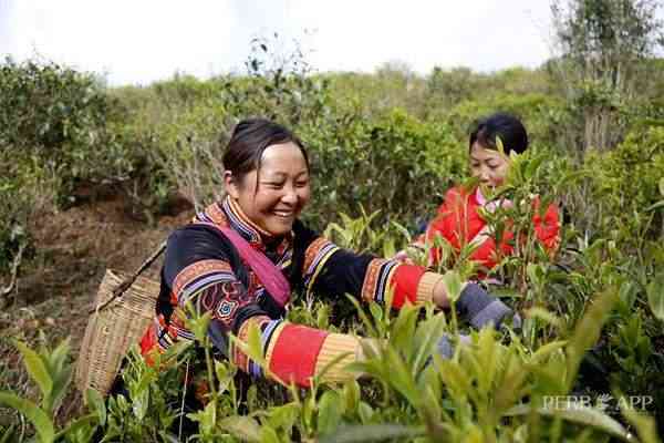 普洱茶贡品辉煌时期：历、文化、品质与收藏全方位解析