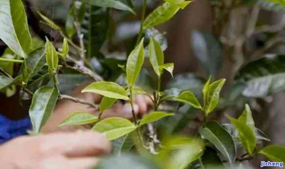 普洱新茶为何未满一年也可饮用：揭秘茶叶成熟期的奥秘