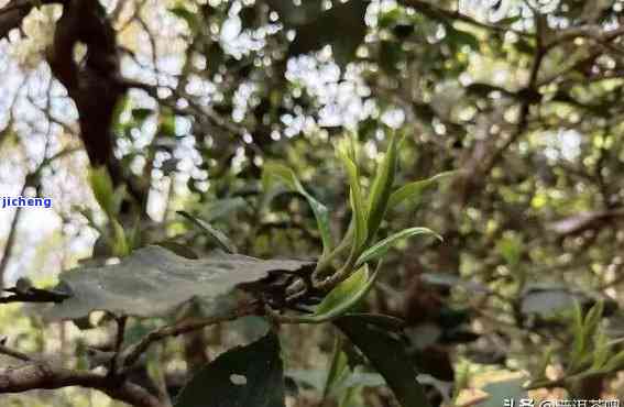 普洱新茶为何未满一年也可饮用：揭秘茶叶成熟期的奥秘