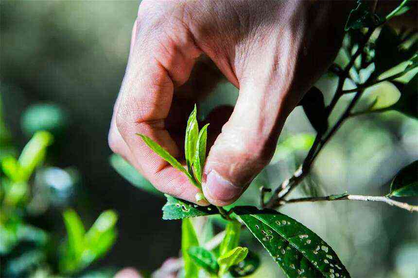 普洱新茶为何未满一年也可饮用：揭秘茶叶成熟期的奥秘