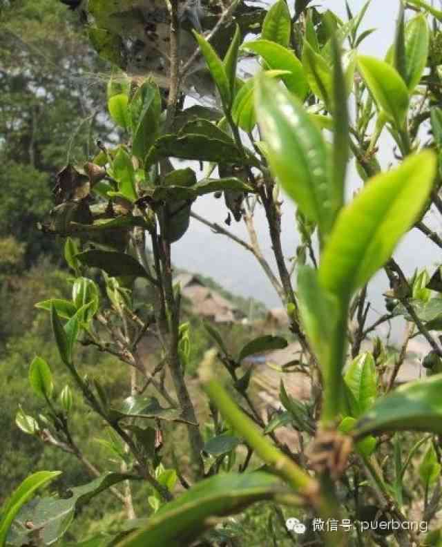 '帕沙古树普洱茶：优质产地揭秘'