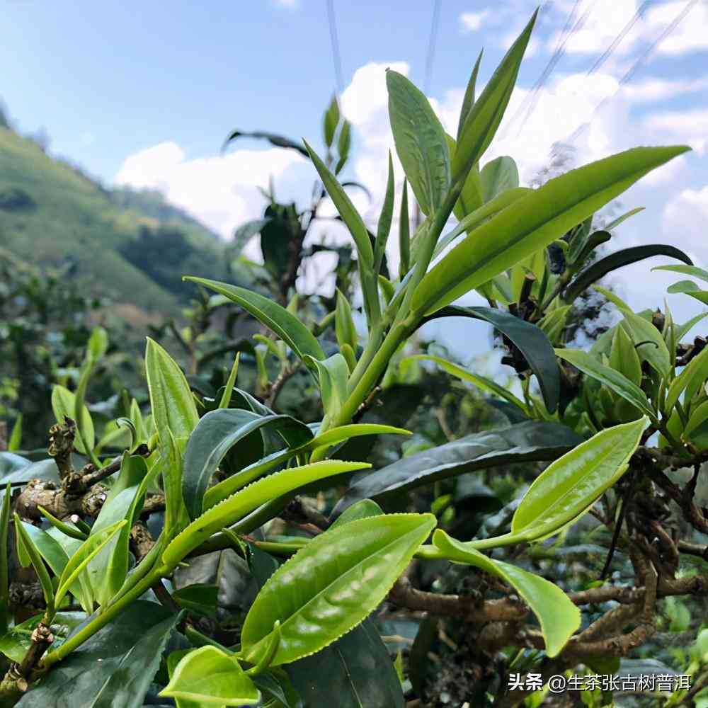 帕沙古树茶是哪个茶区的优质产品，以其独特的山头和形象备受推崇。