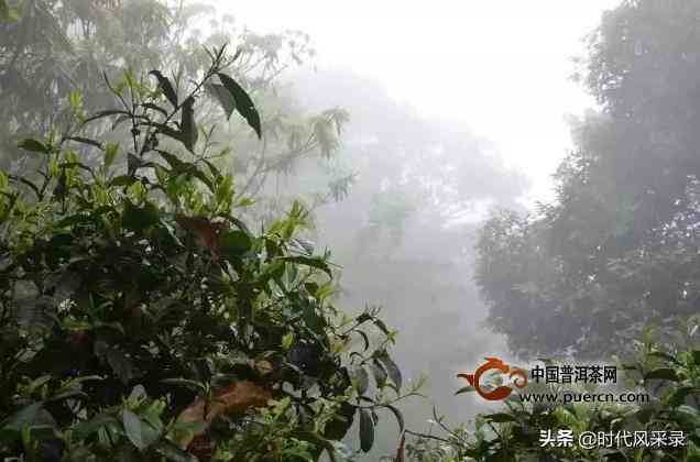 南糯山半坡寨：古树普洱茶的秘境之旅