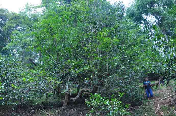 普洱茶南糯山半坡老寨古树茶