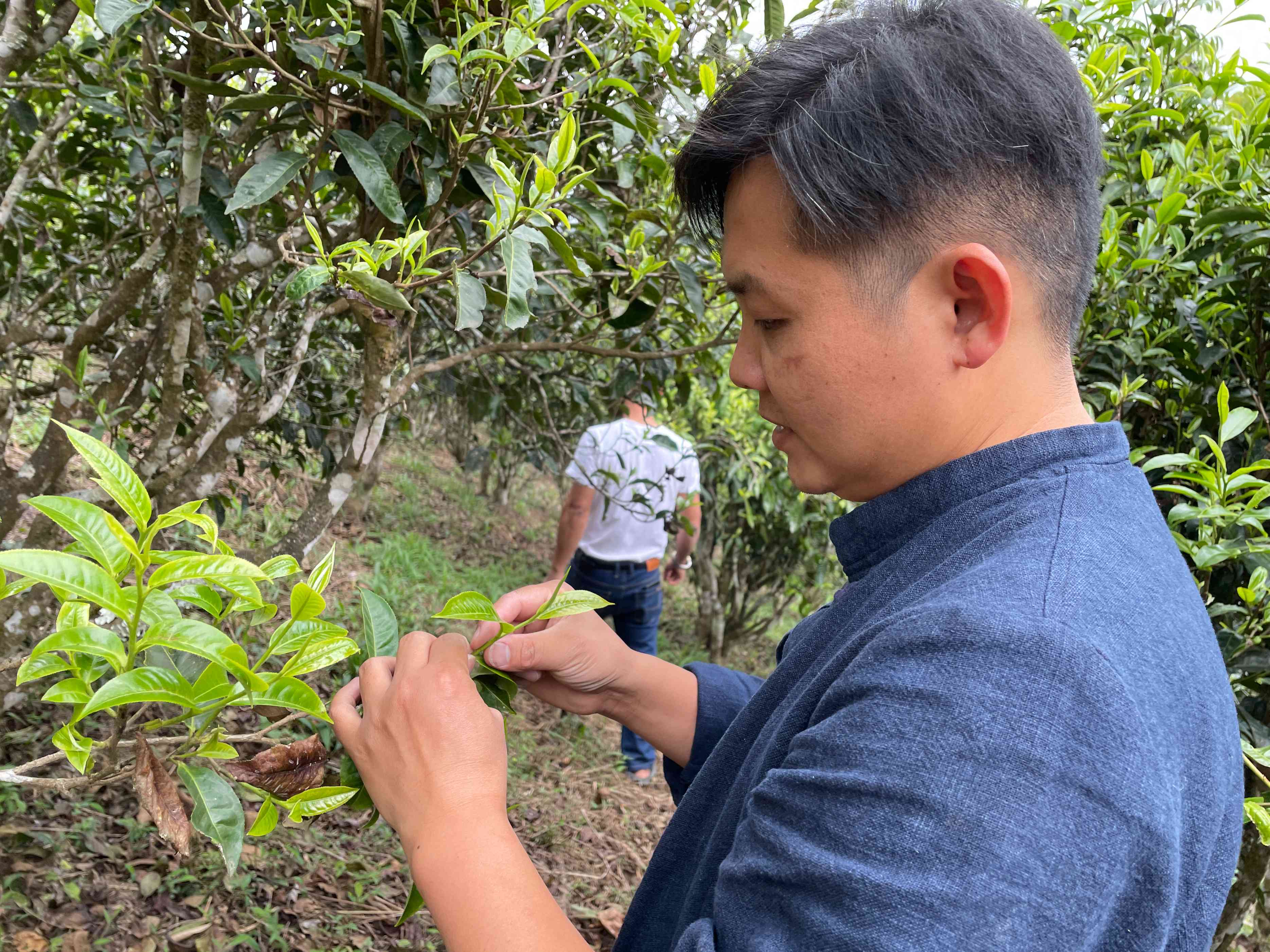 普洱茶南糯山半坡老寨古树茶