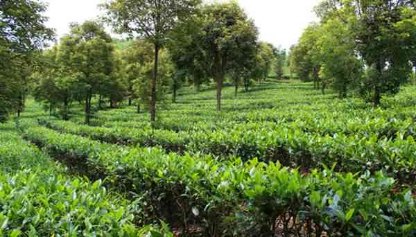 大益普洱茶：古树茶树种的独特魅力与品质