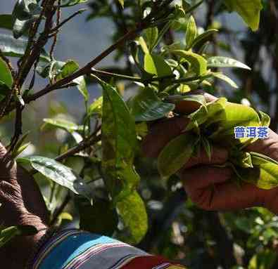 普洱茶的加工工艺及其对茶叶品质的影响：从采摘到制作的全过程解析