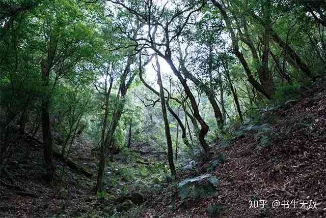 全面解析：普洱茶各山头香气特点，哪座山头的普洱茶最令人醉？