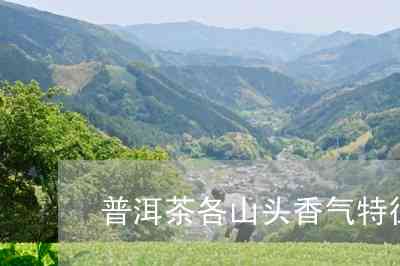 探索普洱茶口感的极致之选：各大山头香气比较