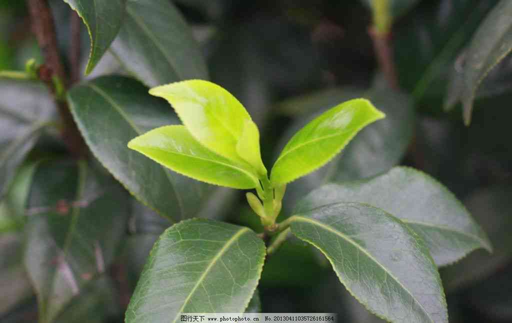 普洱茶是用的茶尖吗还是茶叶尖好？