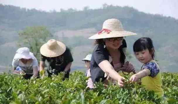 普洱茶是用的茶尖吗还是茶叶尖好？