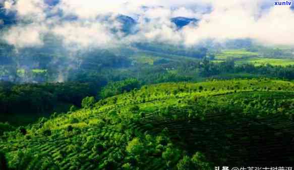 布朗山普洱茶产区属于哪里的茶厂：云南西双版纳