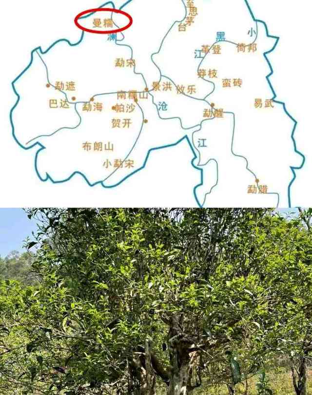 布朗山普洱茶产区属于哪里