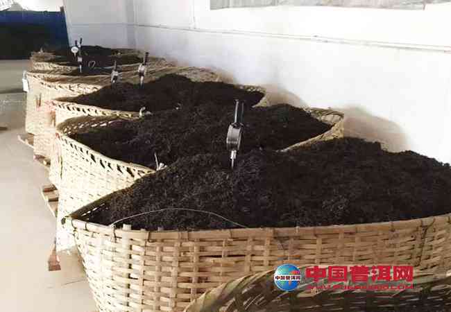 探究普洱茶熟茶发酵过程中的关键因素及其对茶叶品质的影响