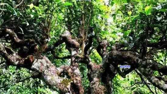 勐海古树普洱茶：勐茶香的独特韵味与精准配送的完美结合